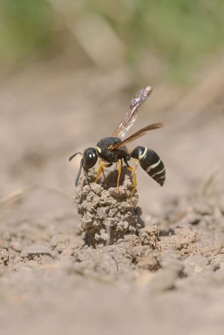 A wasp on a small pile of mud. 