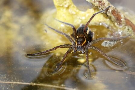 A large brown spider with a yellow stripe either side of it's abdomen. It isa balancing on water. 