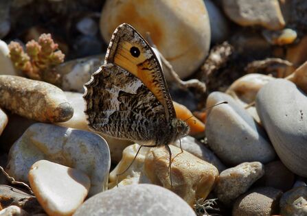 A brown and orange butterfly on shingle ground. 