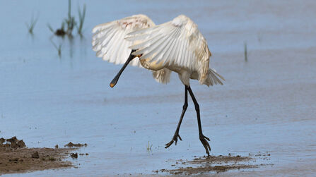 a spoonbill hopping