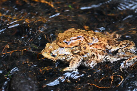 two common toads mating underwater