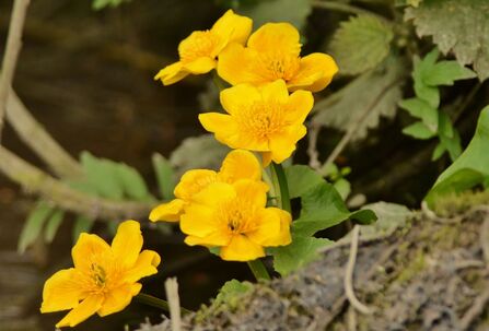 some yellow marsh marigold flowers