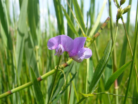 A delicate purple flower amongst a reedbed. 