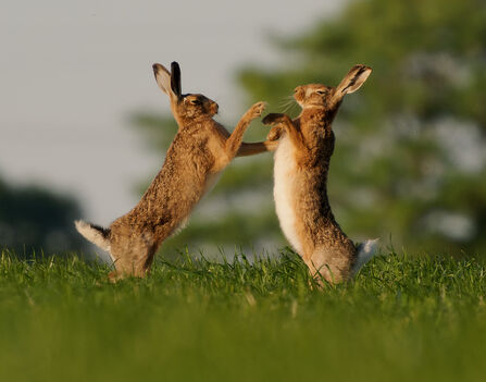 two brown hares boxing in a field