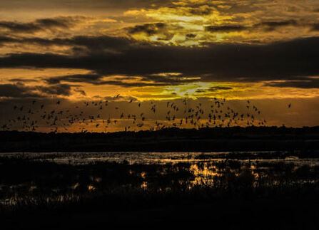 Sunset over Norfolk marshes, with a flock of waterfowl silhouetted against an orange sky