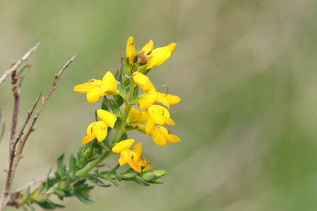 A small spiny shrub. The flowers are yellow and are in short spikes