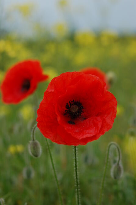 A bold, red poppy in a field of flowers. 