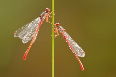 Two bright red damselflies on a plant stalk, they are covered in dew.