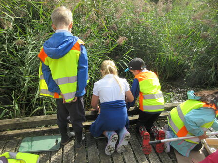Primary school children in high vis, using nets and plastic trays to pond-dip. 