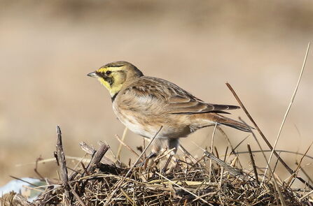A little brown bird with a yellow face that has black markings on it. 