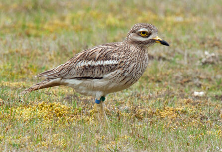 a stone curlew in a field