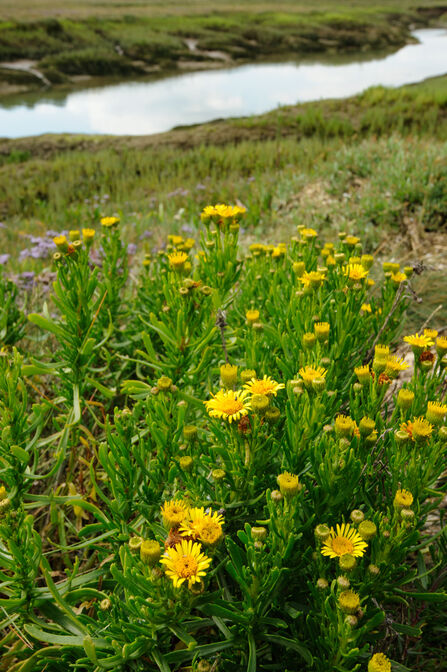 Tall yellow flowers with thick green leaves and stems. 