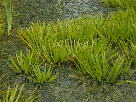 Clumps of green grass in a boggy area. 