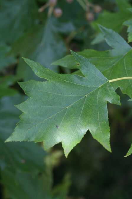 Large green leaf from a tree. 