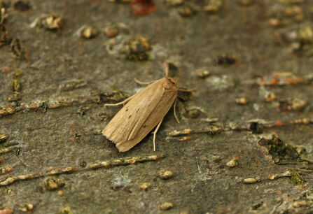 A beige/brown moths with four small black dots on its wings. 