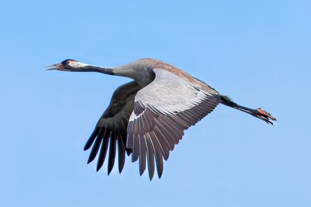 a crane in flight