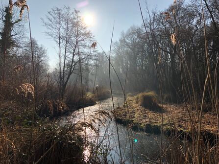 a view through a misty river in a fen