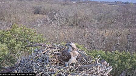 An osprey on a large nest made up of sticks high up in a canopy.