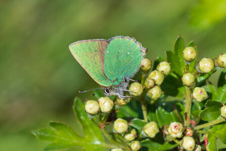 a green hairstreak butterfly on a plant 