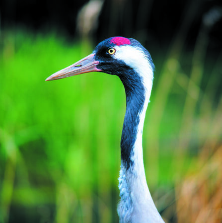 Close up of the head of a crane. It has a long beak, black and white markings and a red patch above its eye. 