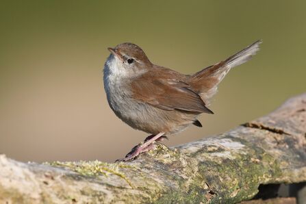 a Cetti's warbler perched on a branch