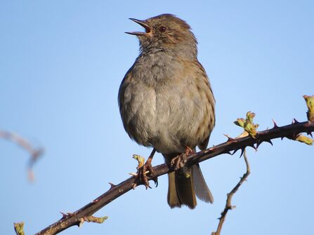 a dunnock singing on a thorn bush