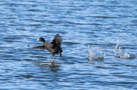 a coot coming in to land on water
