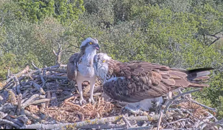 Two ospreys stand over their newly-hatched chick in a nest