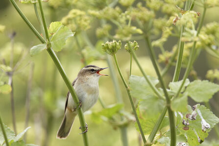 a sedge warbler singing on a plant