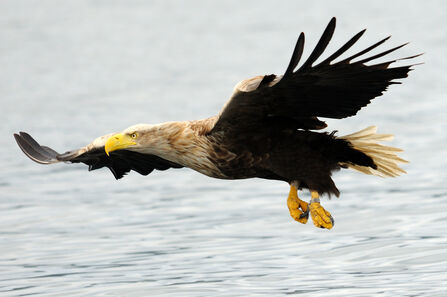 a white tailed eagle flying over water