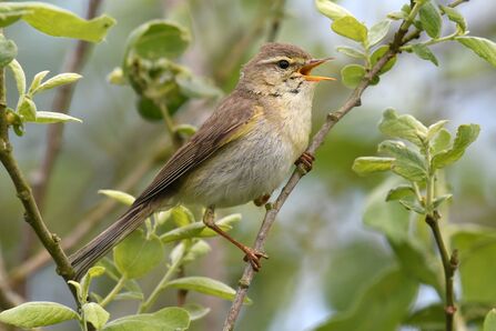 a willow warbler singing on a branch