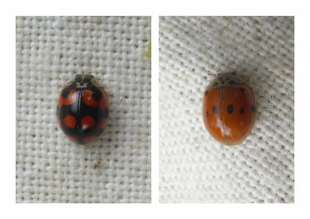 Two images side by side featuring 10-spot ladybirds. The ladybird on the left looks mostly black with some red spots, while the one on the right is red with a few black spots on its back. Both are sitting on some cream fabric