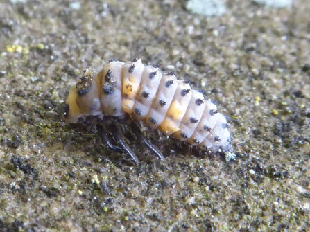 Close-up of a 7-spot ladybird larva sitting on a headstone. It is grey, with some patches of orange, and has black dots along its back