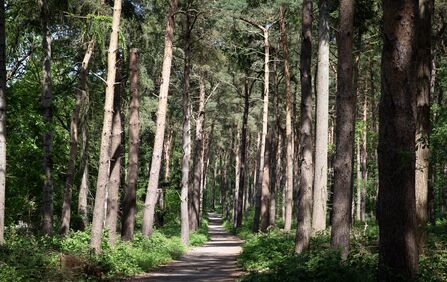 A pathway leading through tall conifers in a woodland setting