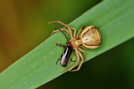 a crab spider with its prey