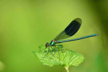 banded demoiselle damselfly on a leaf