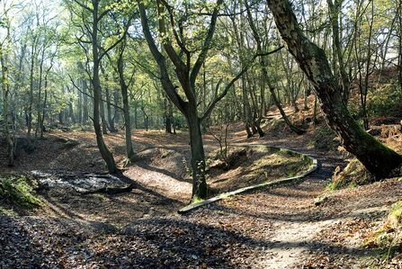 Woodland on a sunny day. There are tall trees creating a canopy, with brown leaves covering the uneven ground, while the sun peeks through the branches