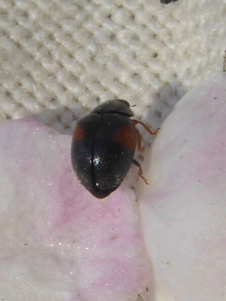 A shiny black ladybird with brown legs crawls on a piece of cream fabric