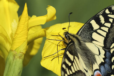 A close-up of a swallowtail butterfly, with cream and black wings, perching on a yellow flower on a sunny day