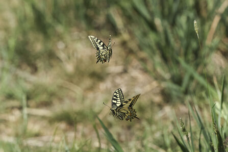 Two swallowtail butterflies flying adjacent to each other, with grass in the background. Their cream and black wings are outstretched as they fly. 