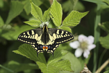 A swallowtail butterfly sits on a green leaf on a sunny day. Its cream and black wings are fully outstretched, showing off its red spots on its tail