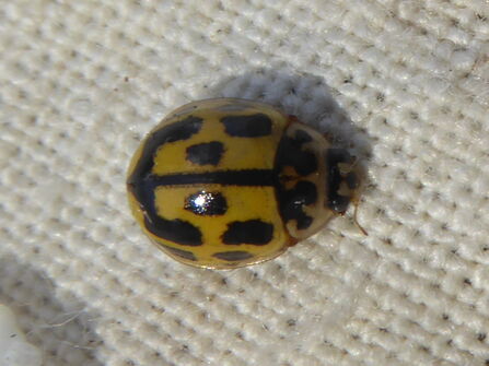 A 14-spot ladybird sitting on cream fabric. It is yellow coloured with black spots, with some of the spots forming a smile shape on the ladybird's back