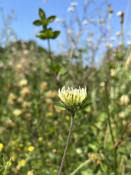 A dainty, creamy-white flower against the background of a lush green, floral meadow.