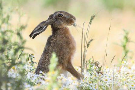 a brown hare snacking on wildflowers in a field