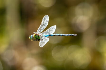 an emperor dragonfly flying