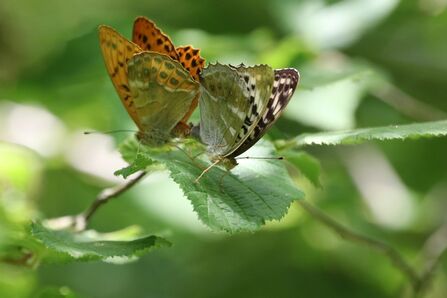 A male and female silver-washed fritillary butterfly sit on a green leaf together. One has orange wings and the other has silver wings, with both butterflies holding their wings up as they mate.