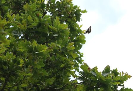 A purple emperor butterfly pictured from a distance as it flies with its wings outstretched. It has dark wings with a bright white stripe across them. It flies against a cloudy blue sky and a tall oak tree.