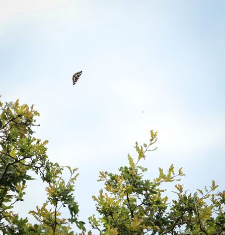 A purple emperor butterfly flies in the distance, silhouetted against a cloudy blue sky. An oak tree's leaves are visible below the butterfly, which has its wings outstretched.