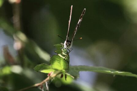 A close-up, head-on shot of a white admiral butterfly sitting on a green leaf. Its wings are held up in the air, with its antennae sticking out on each side, as it looks toward the camera.