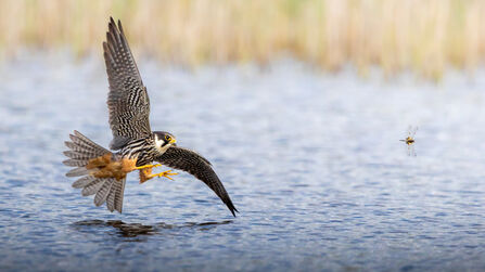 A hobby swooping low of water, hunting a dragonfly. There are golden reeds in the background. 
